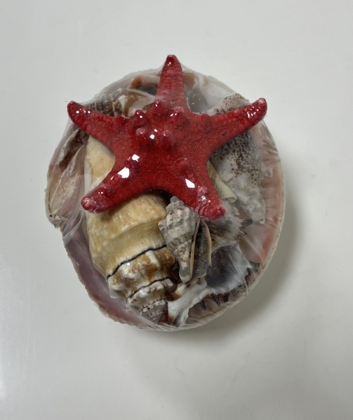 AKVARYUM DENİZ KABUĞU 1 NO