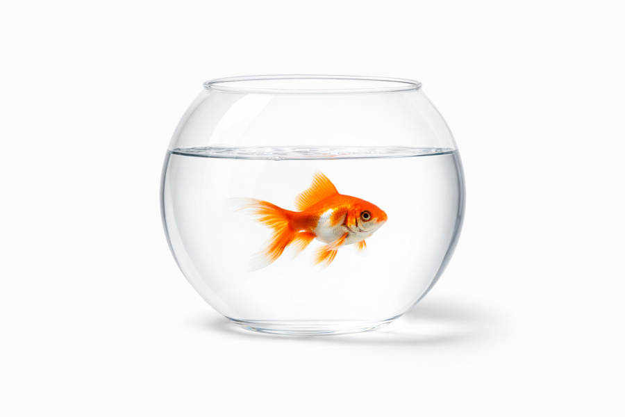 FANUS 1. KALİTE BÜYÜK*8